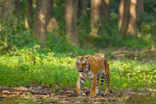 Golden Triangle Tour with Ranthambore
